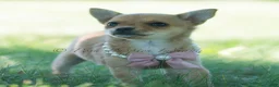 Chihuahua dogs for sale: Pumpkin - Ad 2