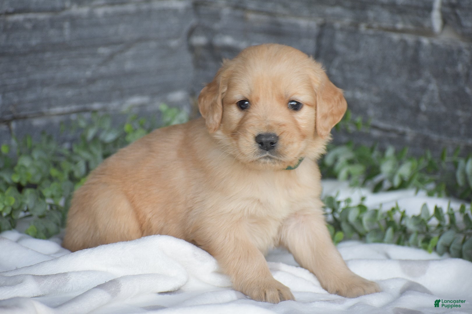 Golden Retriever dogs Brad - Ad 1