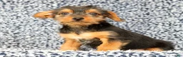 Yorkshire Terrier dogs for sale: Andrew - Ad 3