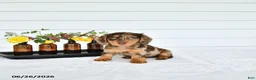 Miniature Dachshund dogs for sale: Precious - Ad 4
