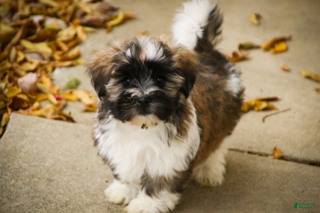 Havanese dogs for sale: Hoosier - Ad 9