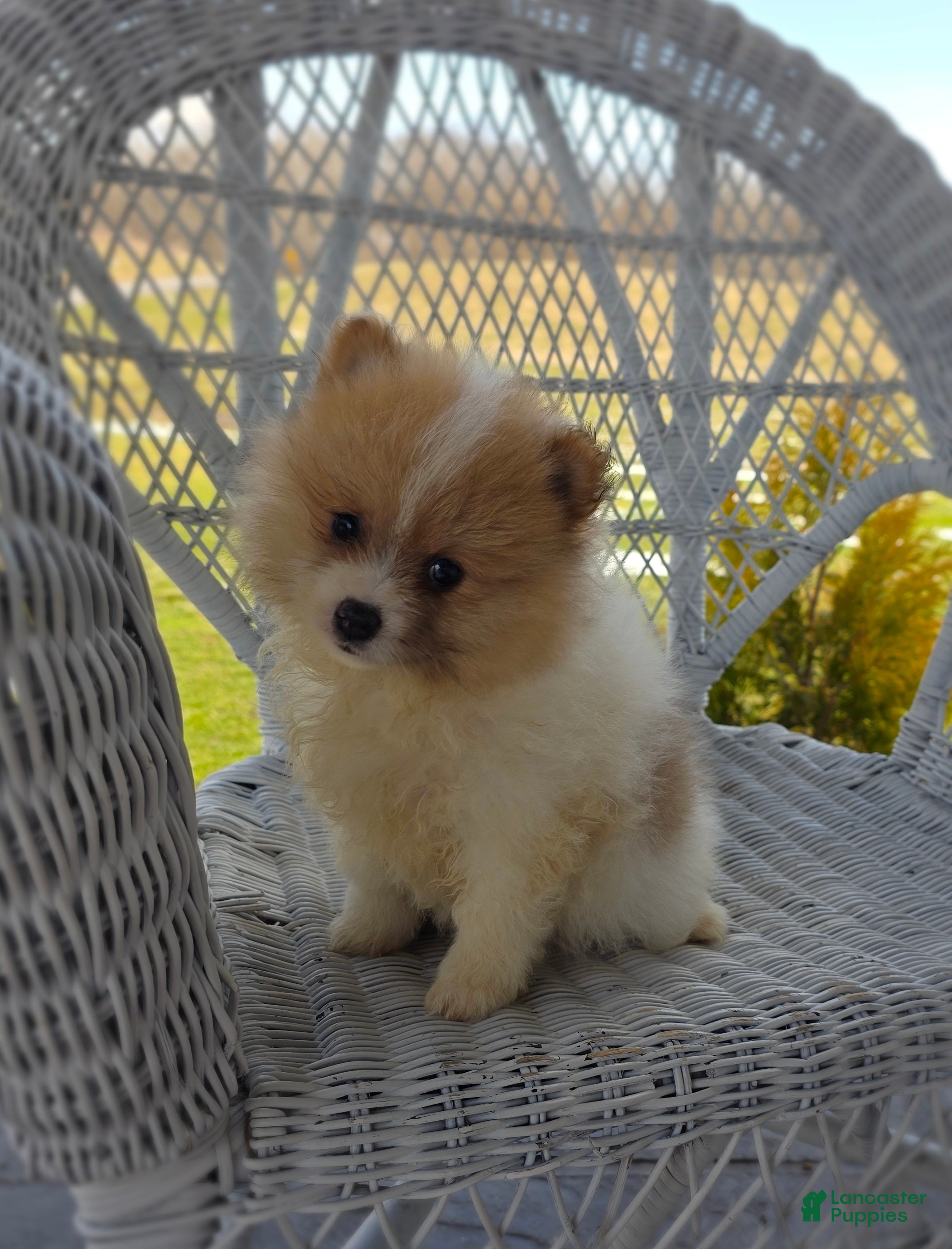 Pomeranian dogs Cleo - Ad 1