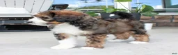 Bernedoodle dogs for sale: Chloe  - Ad 3