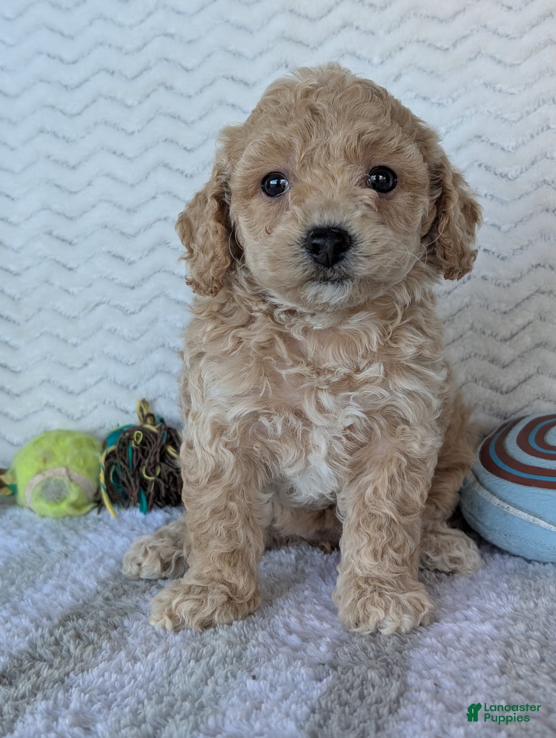 Bichpoo dogs for sale: Dasiy - Ad 10