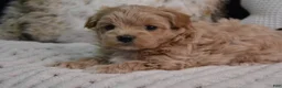 Maltipoo dogs for sale: Crystal - Ad 9