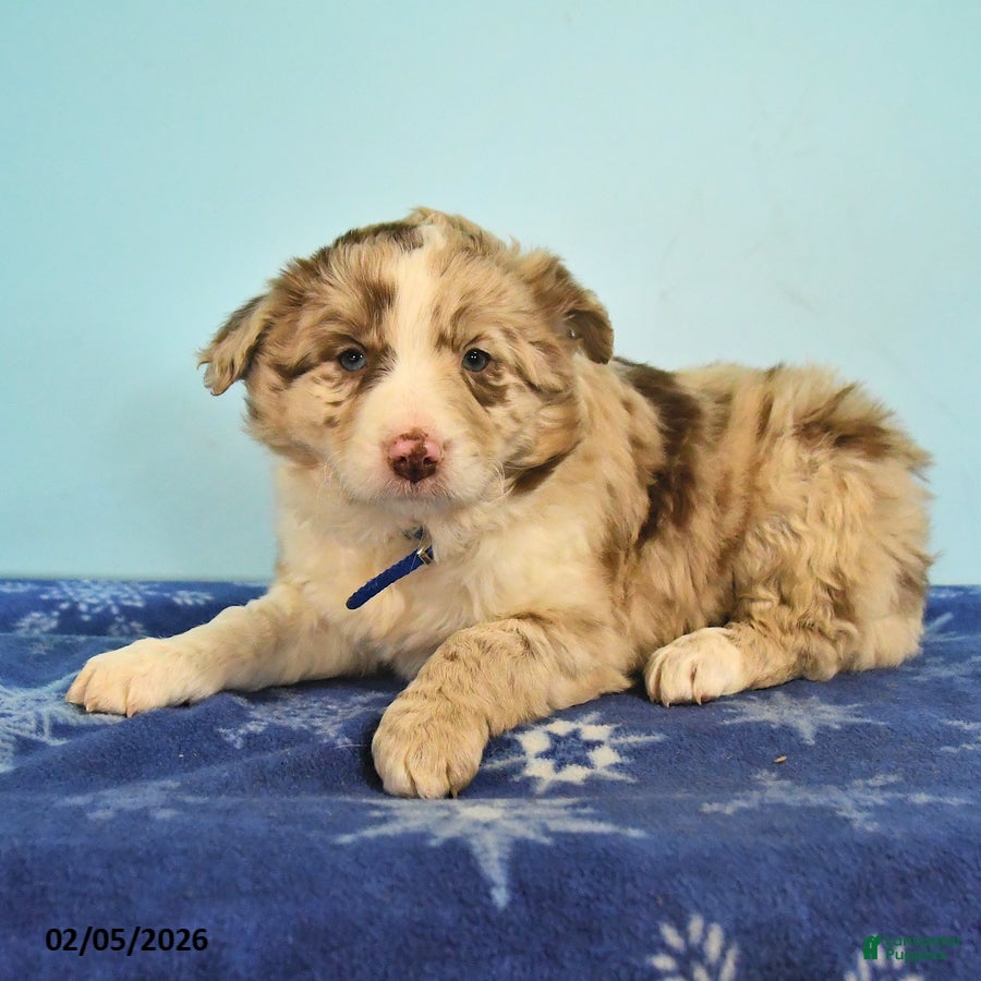 Mixed Breed dogs Lori - Ad 27