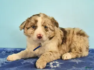 Mixed Breed dogs Lori - Ad 27