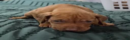 Rhodesian Ridgeback dogs for sale: Lindsey - Ad 2