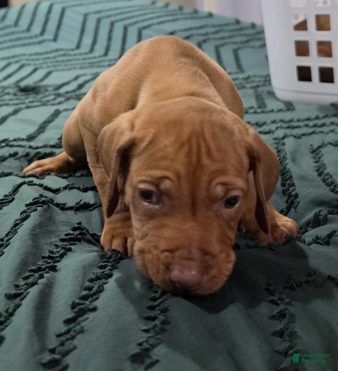 Rhodesian Ridgeback dogs for sale: Lindsey - Ad 2