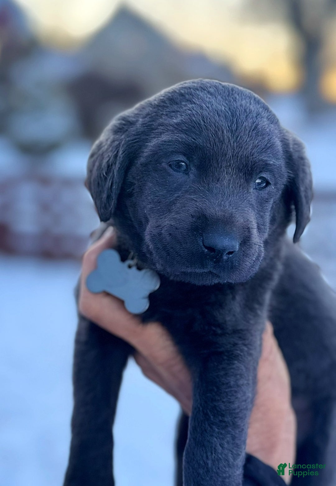 Labrador Retriever dogs for sale: Labrador Retriever Puppy 1 - Ad 16