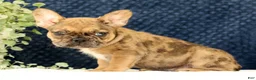 French Bulldog dogs for sale: Barbi - Ad 2