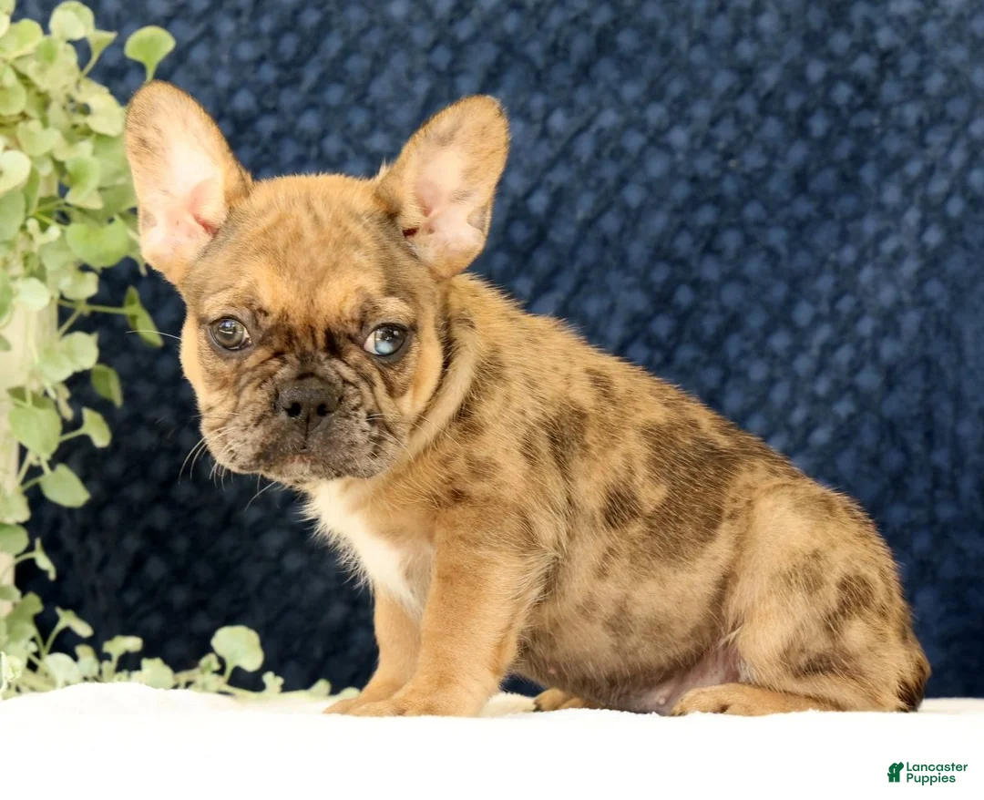 French Bulldog dogs for sale: Barbi - Ad 2