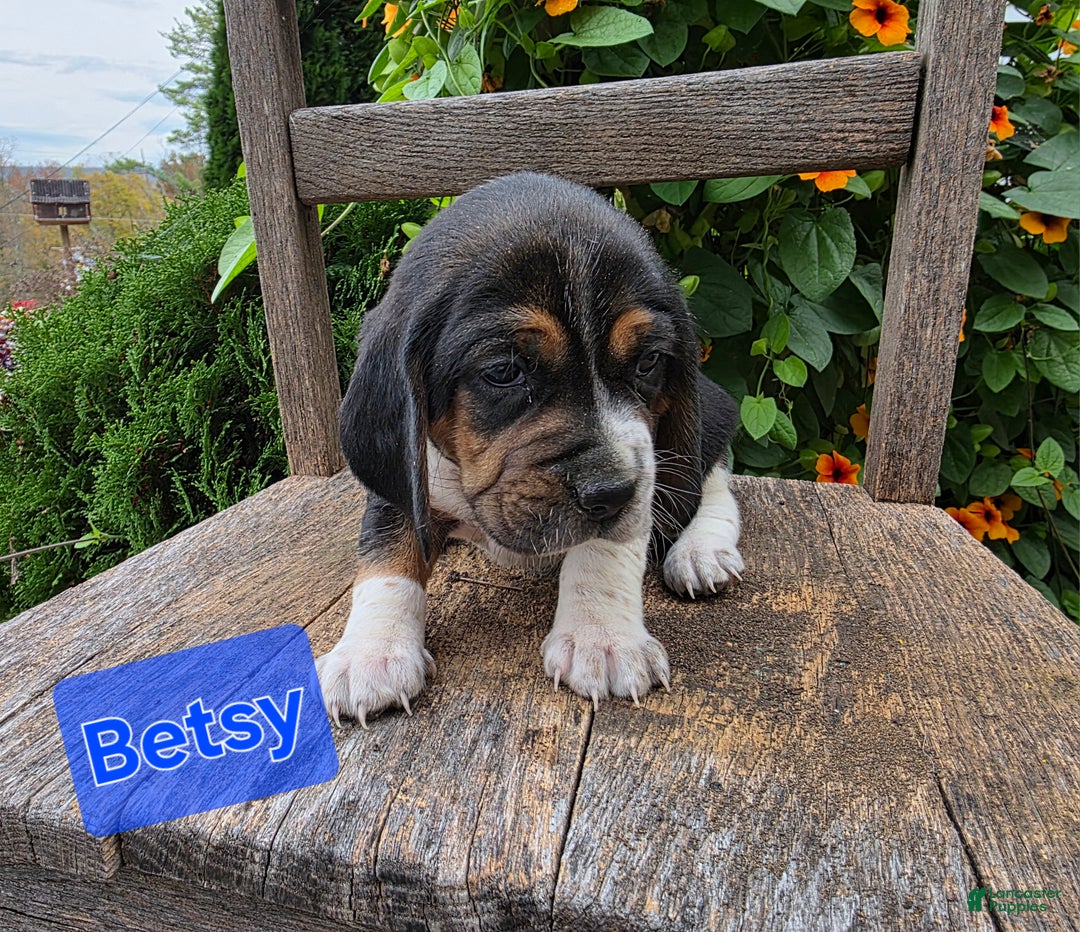 Beagle dogs for sale: Betsy - Ad 3