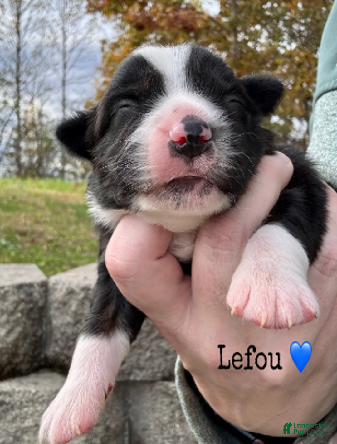 Miniature Australian Shepherd dogs for sale: Lefou - Ad 5