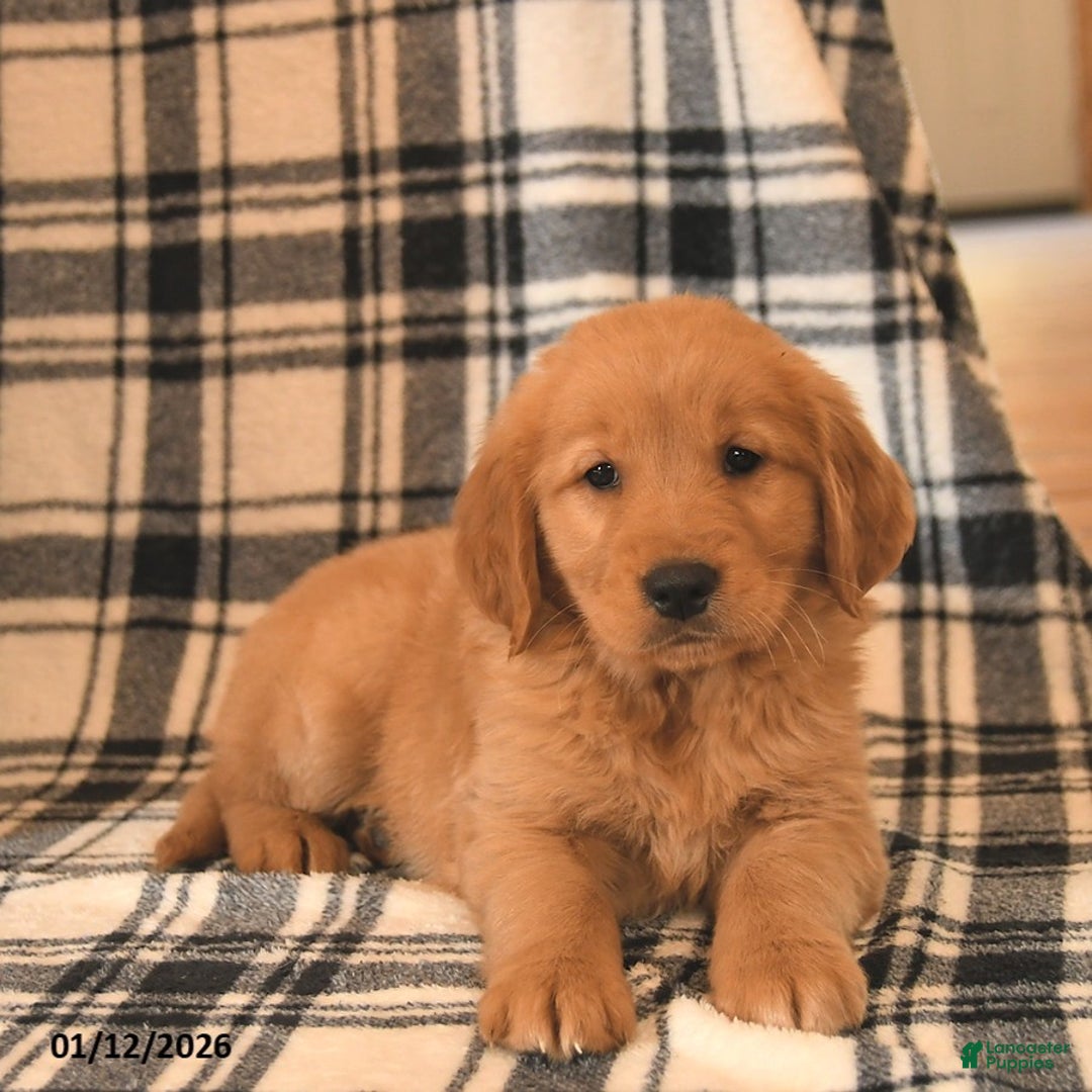 Golden Retriever dogs for sale: Vader  - Ad 3