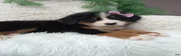 Bernese Mountain Dog dogs for sale: Molly - Ad 4