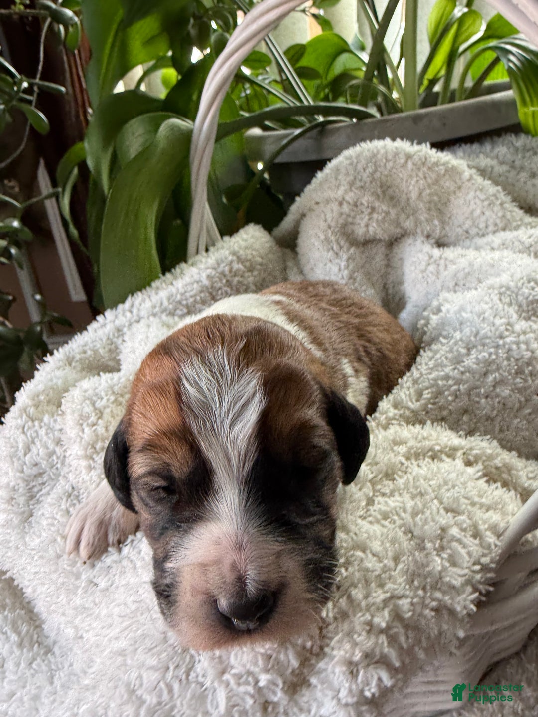 Mixed Breed dogs for sale: Sofie - Ad 4