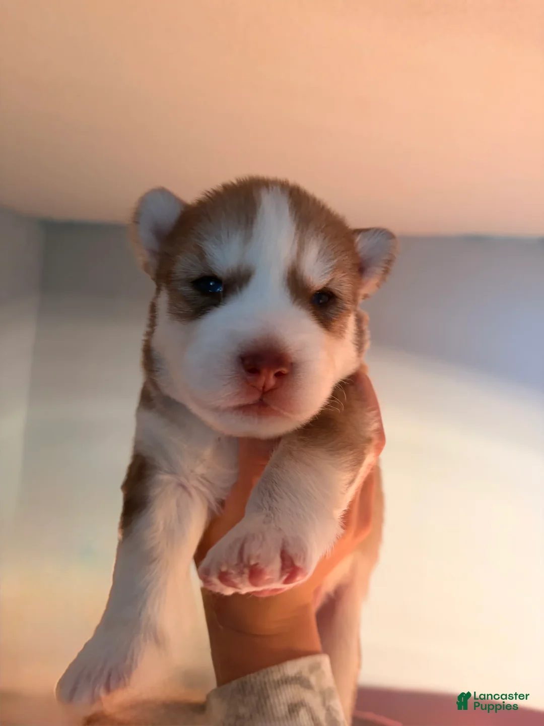 Siberian Husky dogs for sale: Utred - Ad 2