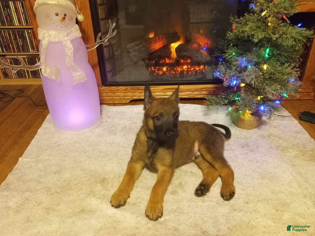 Gallery Image {{count}}