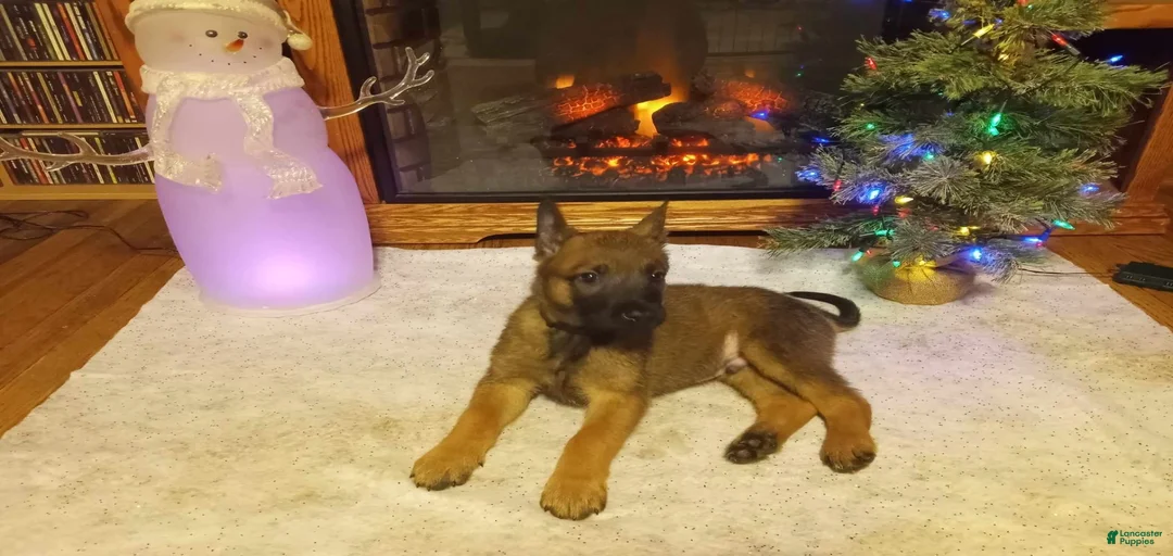 Gallery Image {{count}}