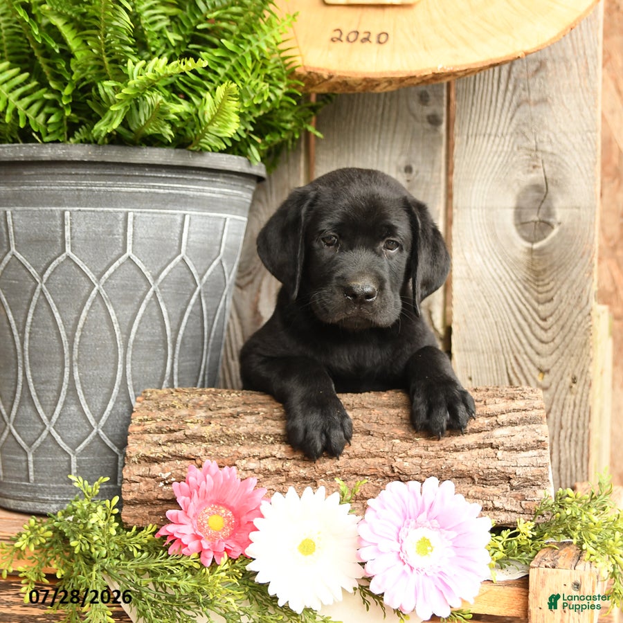 Labrador Retriever dogs Finn - Ad 1