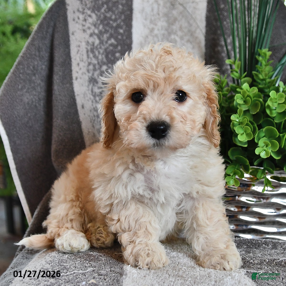 Bichpoo dogs Brooklyn - Ad 16