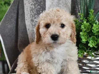 Bichpoo dogs Brooklyn - Ad 16