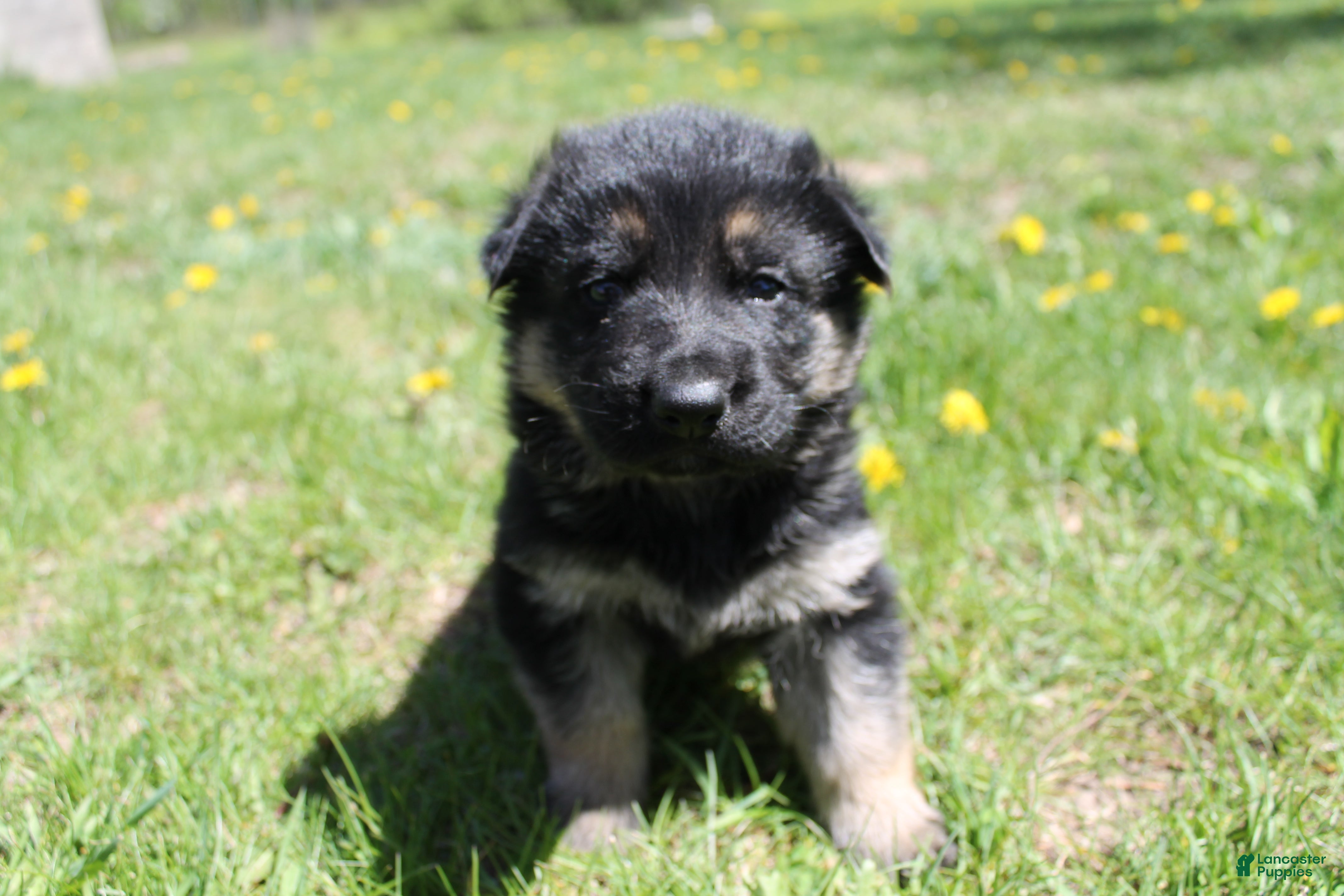 German Shepherd dogs Echo - Ad 36