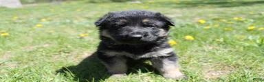 Echo