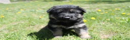 German Shepherd dogs for sale: Echo - Ad 1