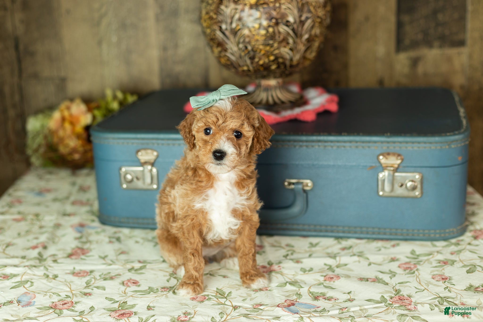 Mixed Breed dogs Caroline  - Ad 14