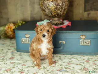 Mixed Breed dogs Caroline - Ad 14