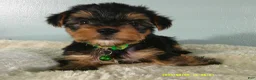 Yorkshire Terrier dogs for sale: Levi-Green - Ad 2