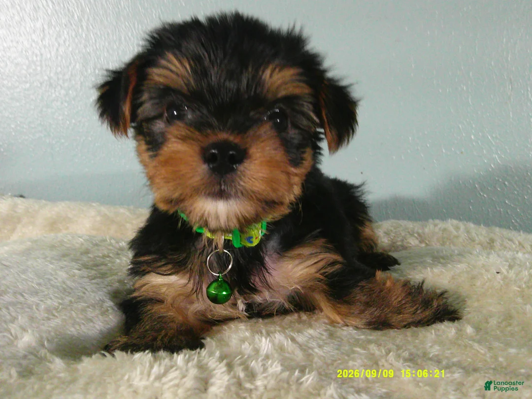 Yorkshire Terrier dogs for sale: Levi-Green - Ad 2