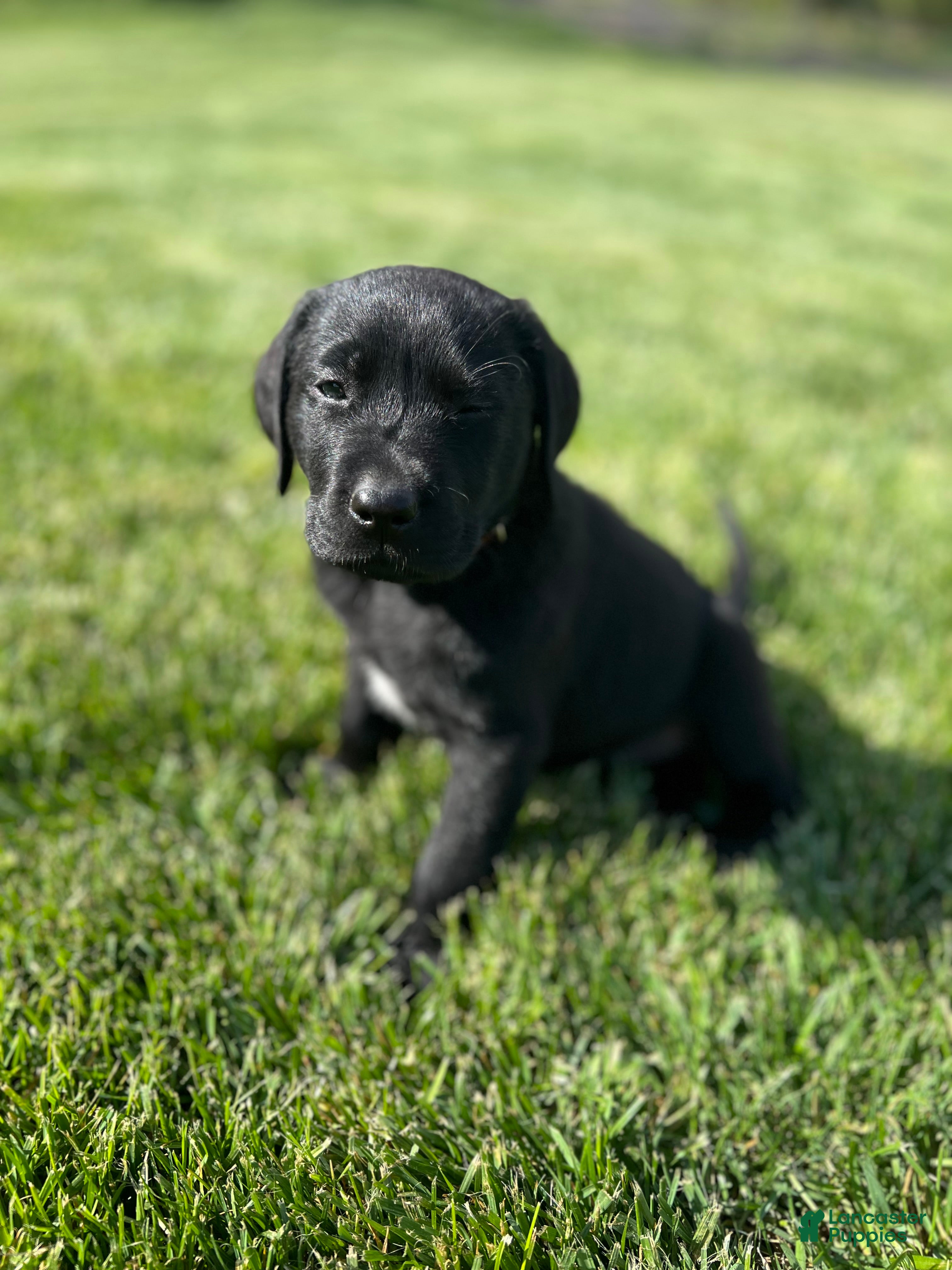 Labrador Retriever dogs Pansy (Tan / Pink Collar) - Ad 2