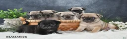 Pug dogs for sale: Gilbert - Ad 4