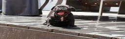 French Bulldog dogs for sale: Lilo - Solid Black Female (No brindle) - Rare - Ad 19