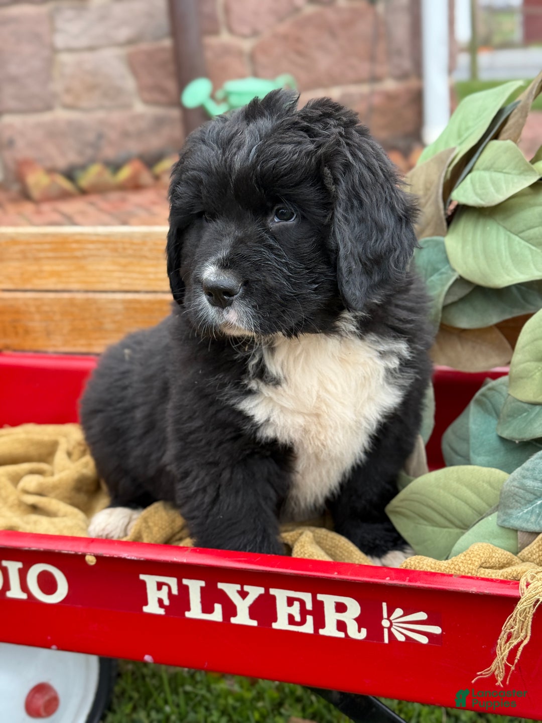 Mixed Breed dogs for sale: Willow - Ad 7