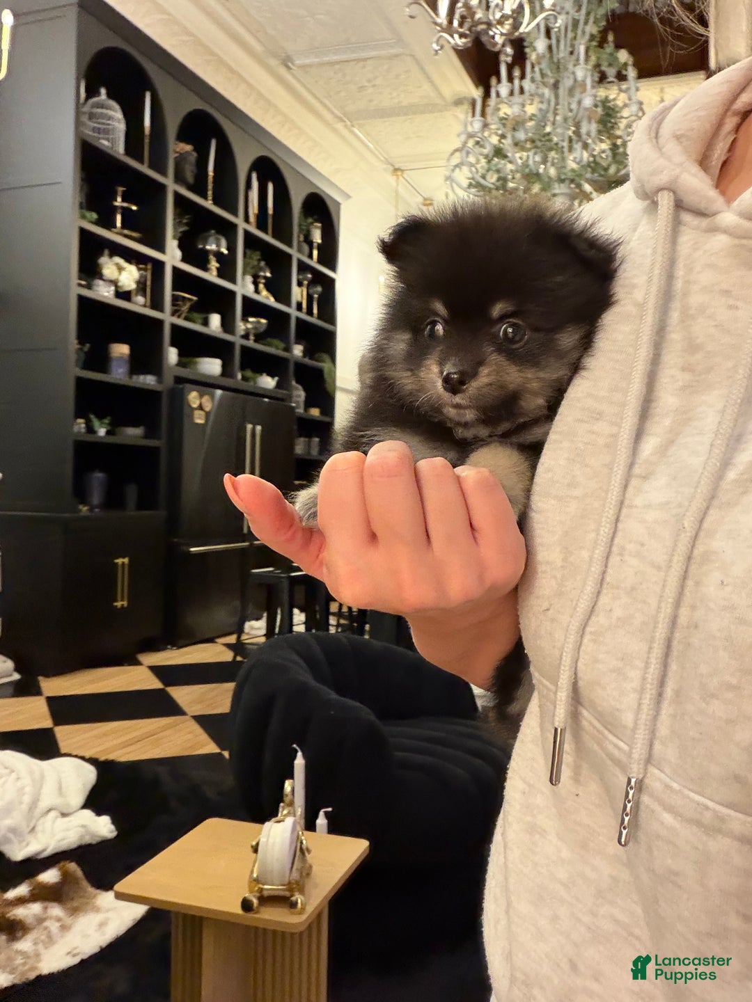 Pomeranian dogs for sale: Bean - Ad 4
