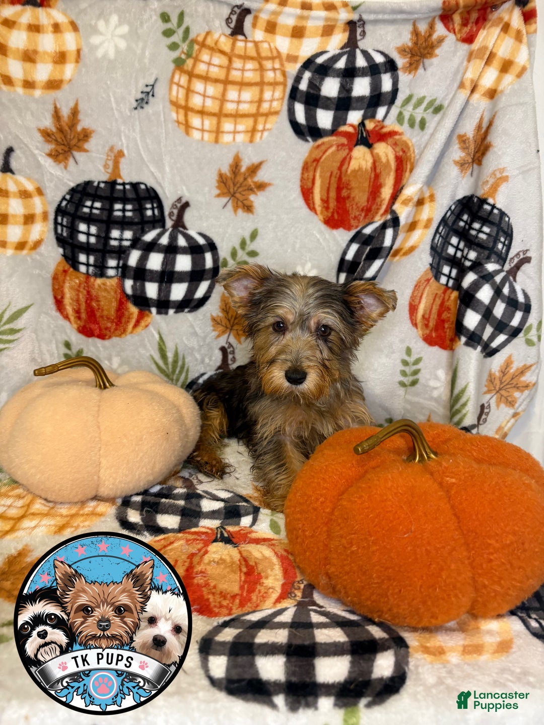 Yorkshire Terrier dogs for sale: Yorkshire Terrier Puppy 3 - Ad 2