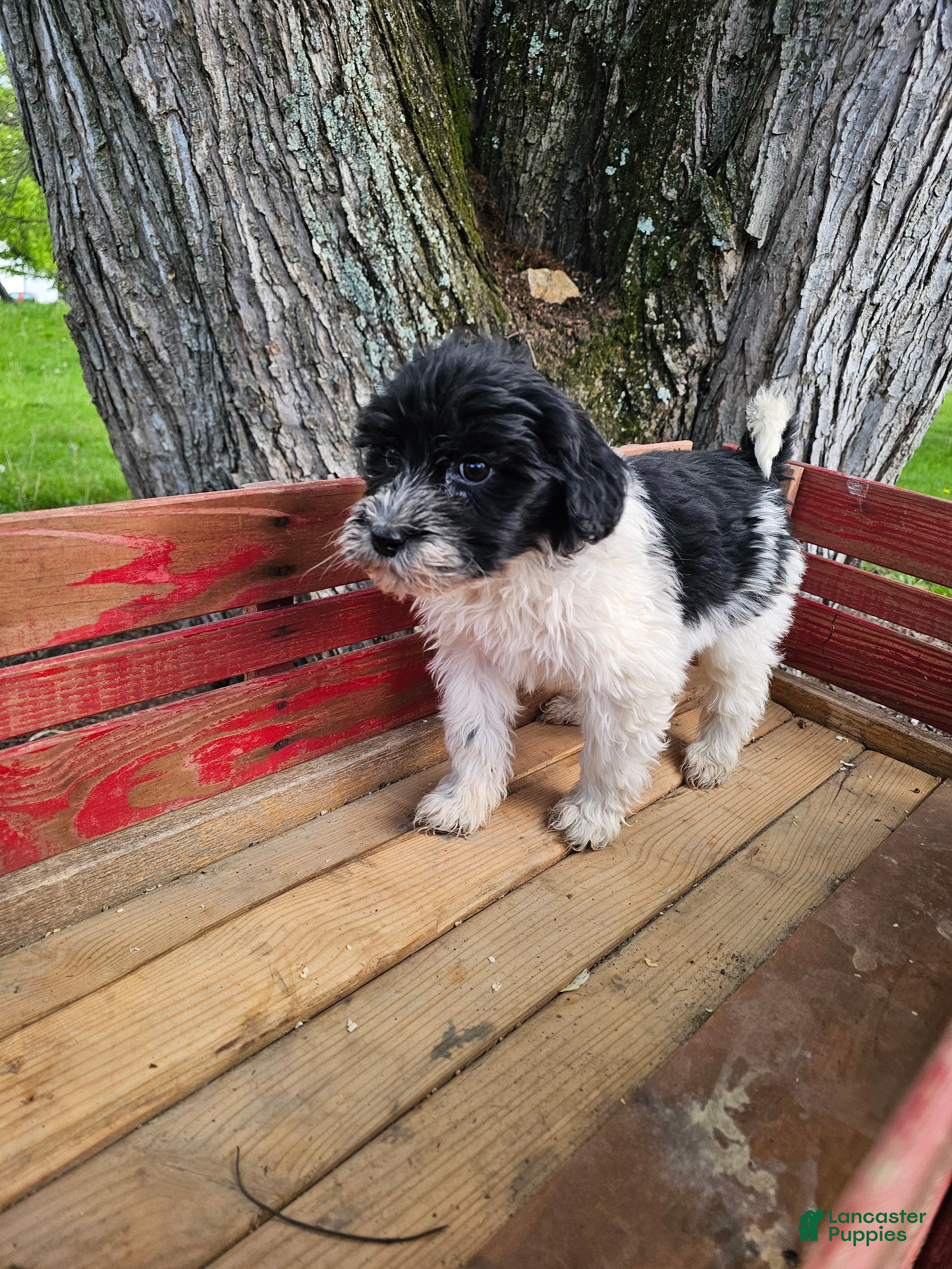 Portuguese Water Dog dogs Bailey B. 💜 - Ad 1