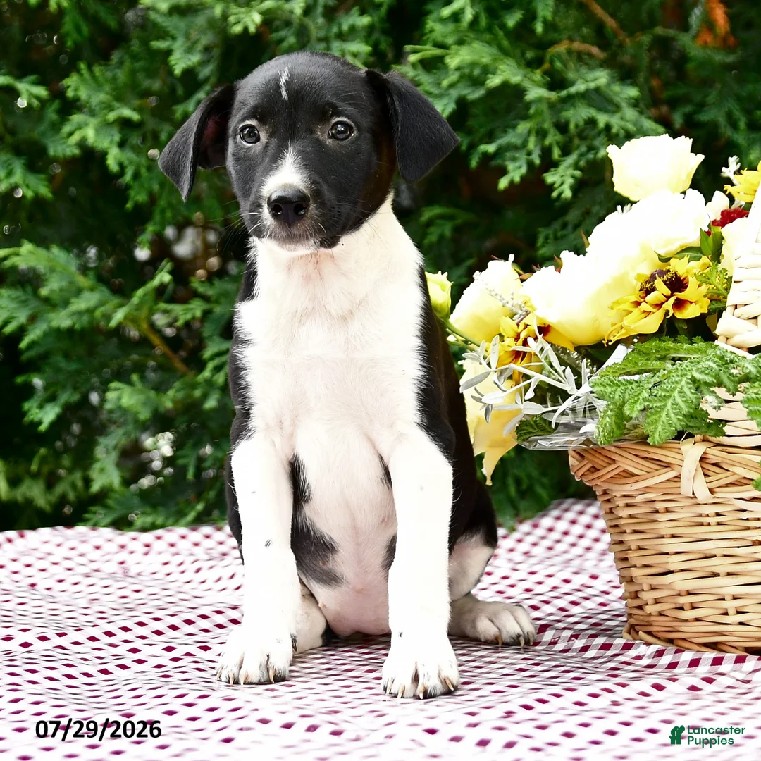 Mixed Breed dogs for sale: Cara  - Ad 3