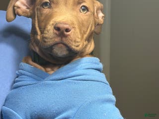 American Pit Bull Terrier dogs Kofi - Ad 27