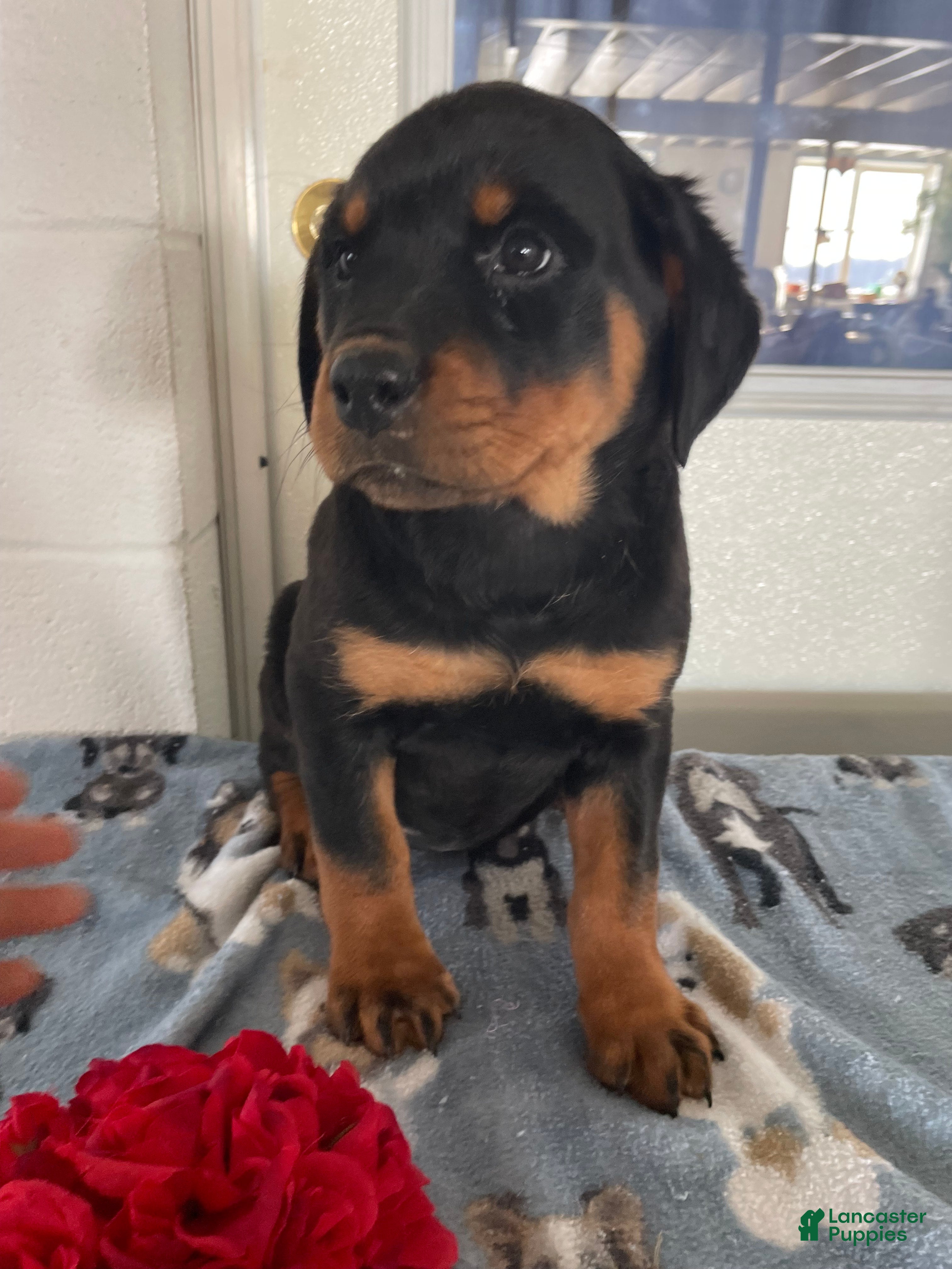 Rottweiler dogs Taffy - Ad 23