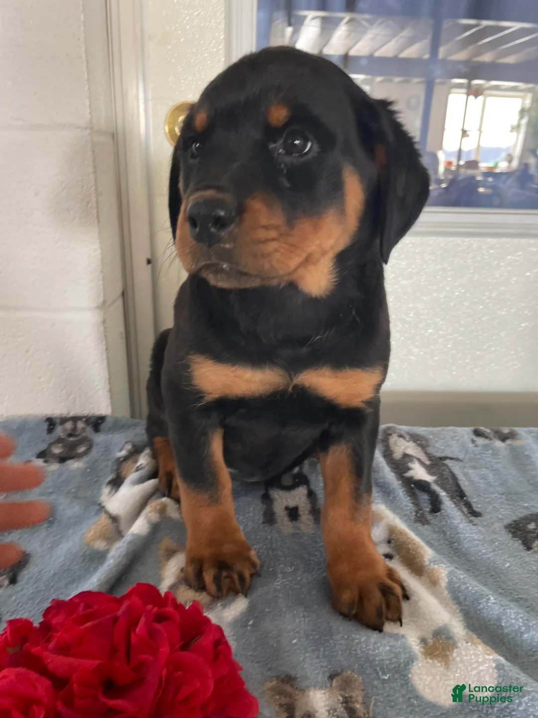 Rottweiler dogs for sale: Taffy - Ad 2