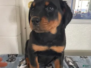Rottweiler dogs Taffy - Ad 23