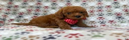 Cavapoo dogs for sale: Lucky - Ad 4