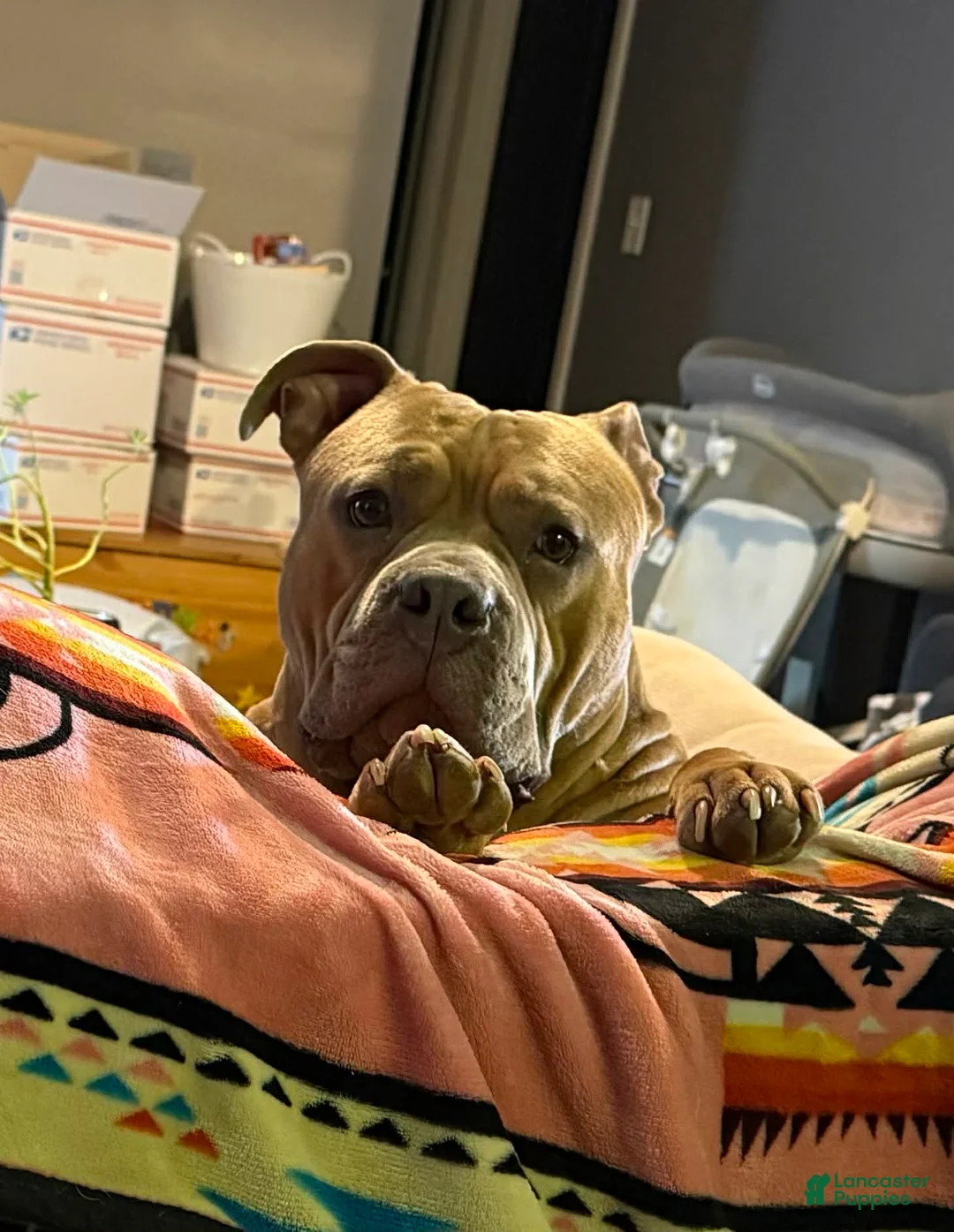 American Bully dogs for sale: American Bully Puppy 1 - Ad 4