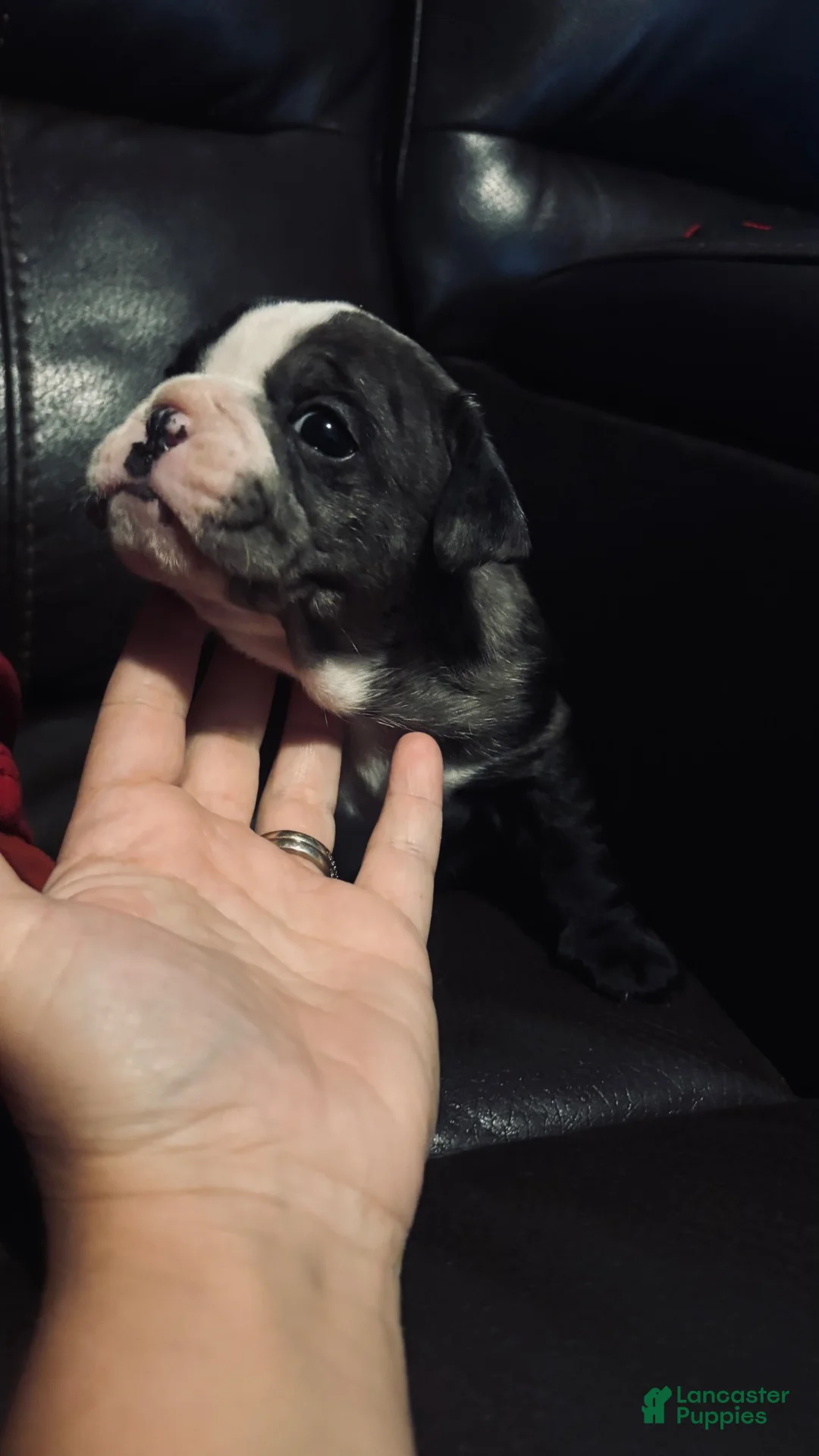 Mixed Breed dogs for sale: Rosie  - Ad 1