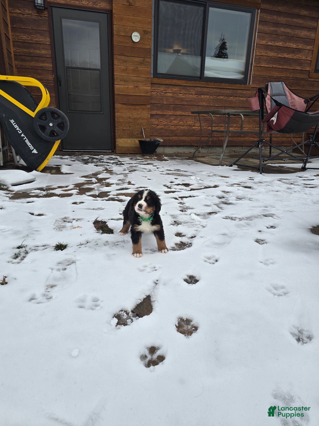 Bernese Mountain Dog dogs for sale: Green - Ad 4